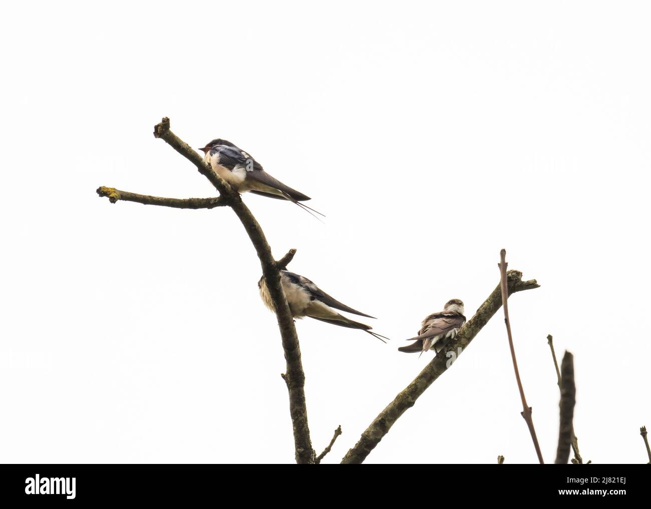 Sand martin riparia barn swallow hi-res stock photography and images ...