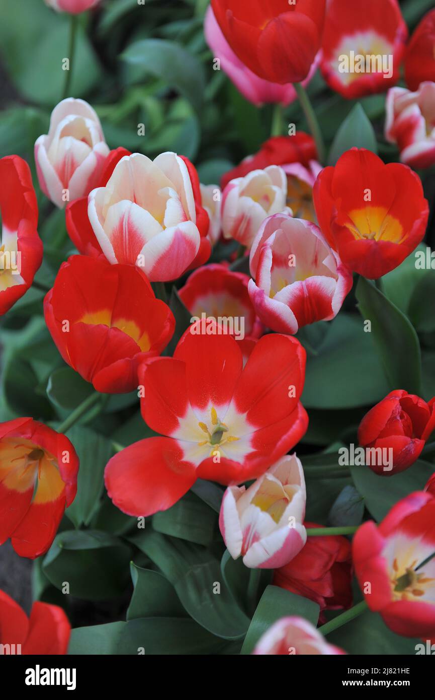 Red, pink and white mixture of tulips (Tulipa) Magic Mystery Mix blooms in a garden in April Stock Photo