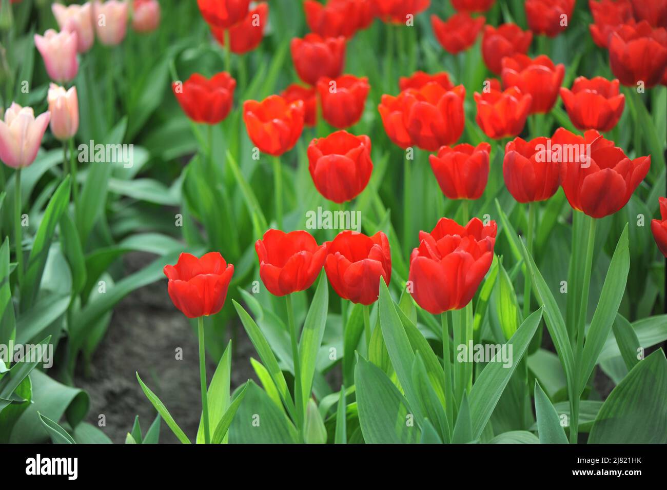 Red Triumph tulips (Tulipa) Magma bloom in a garden in April Stock Photo