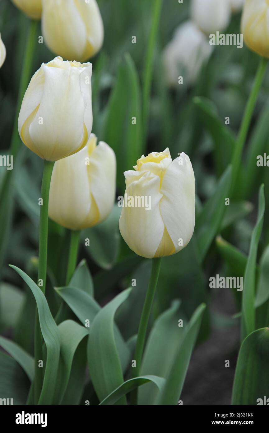 Light yellow Triumph tulips (Tulipa) Malaysia bloom in a garden in
