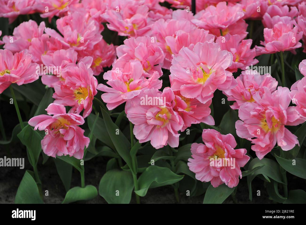 Pink peony-flowered Double Early tulips (Tulipa) Mama Mia bloom in a garden in March Stock Photo