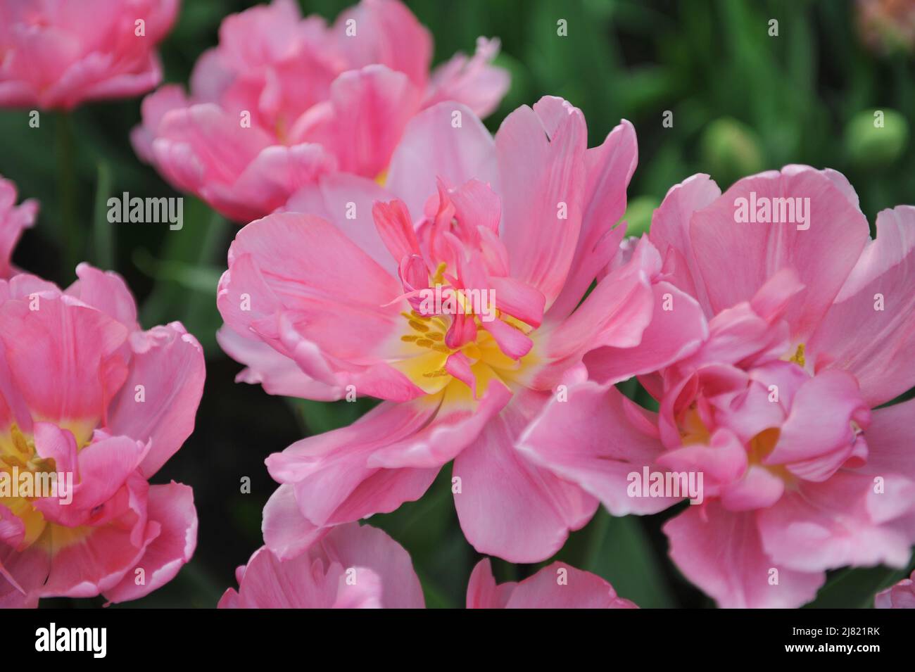 Pink peony-flowered Double Early tulips (Tulipa) Mama Mia bloom in a garden in March Stock Photo