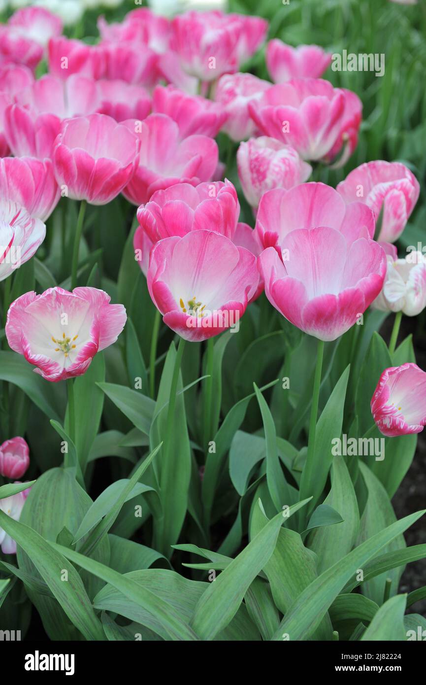 Pink and white tulips (Tulipa) Marax Rose Wit bloom in a garden in