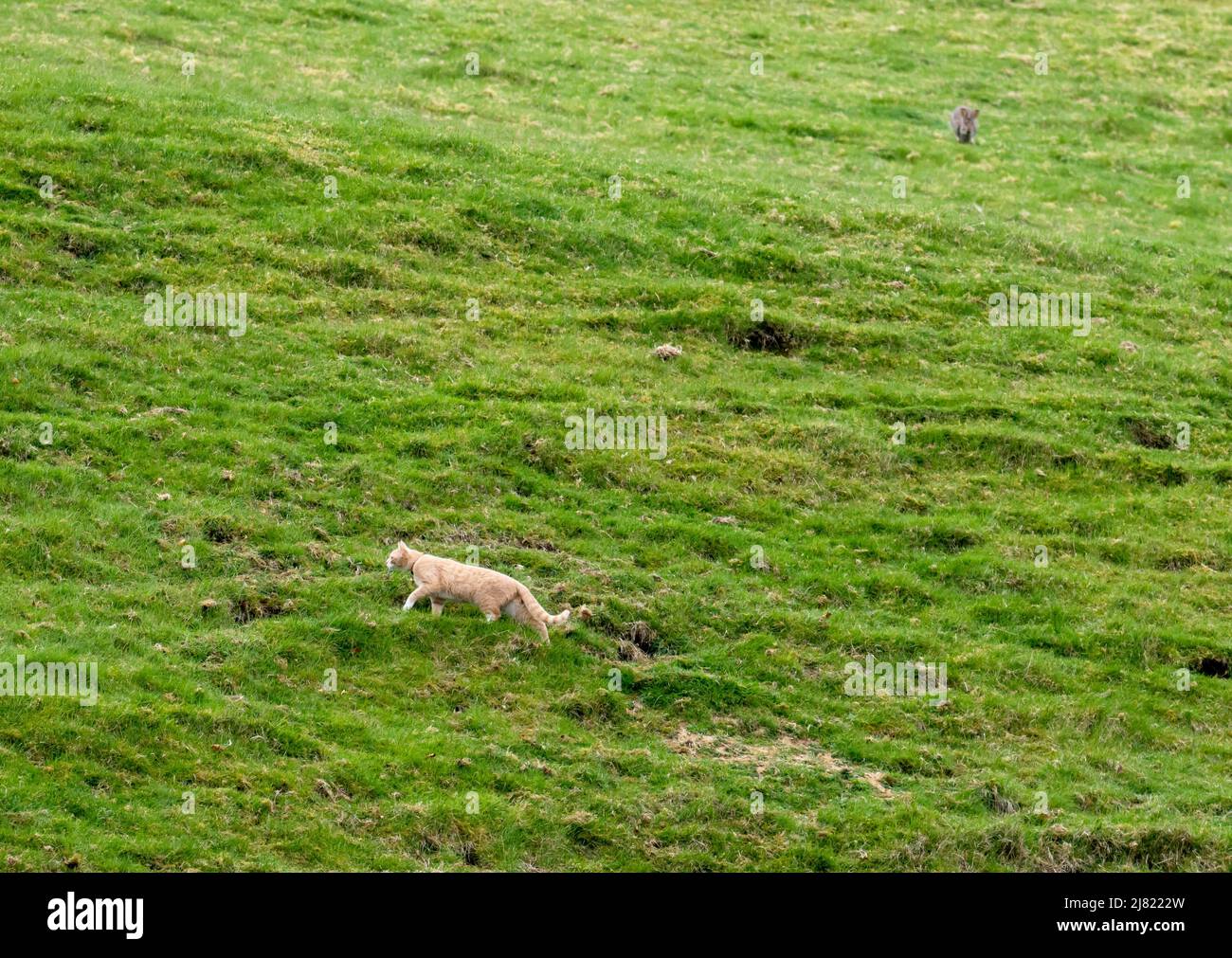 Cat hunting rabbit hi-res stock photography and images - Alamy