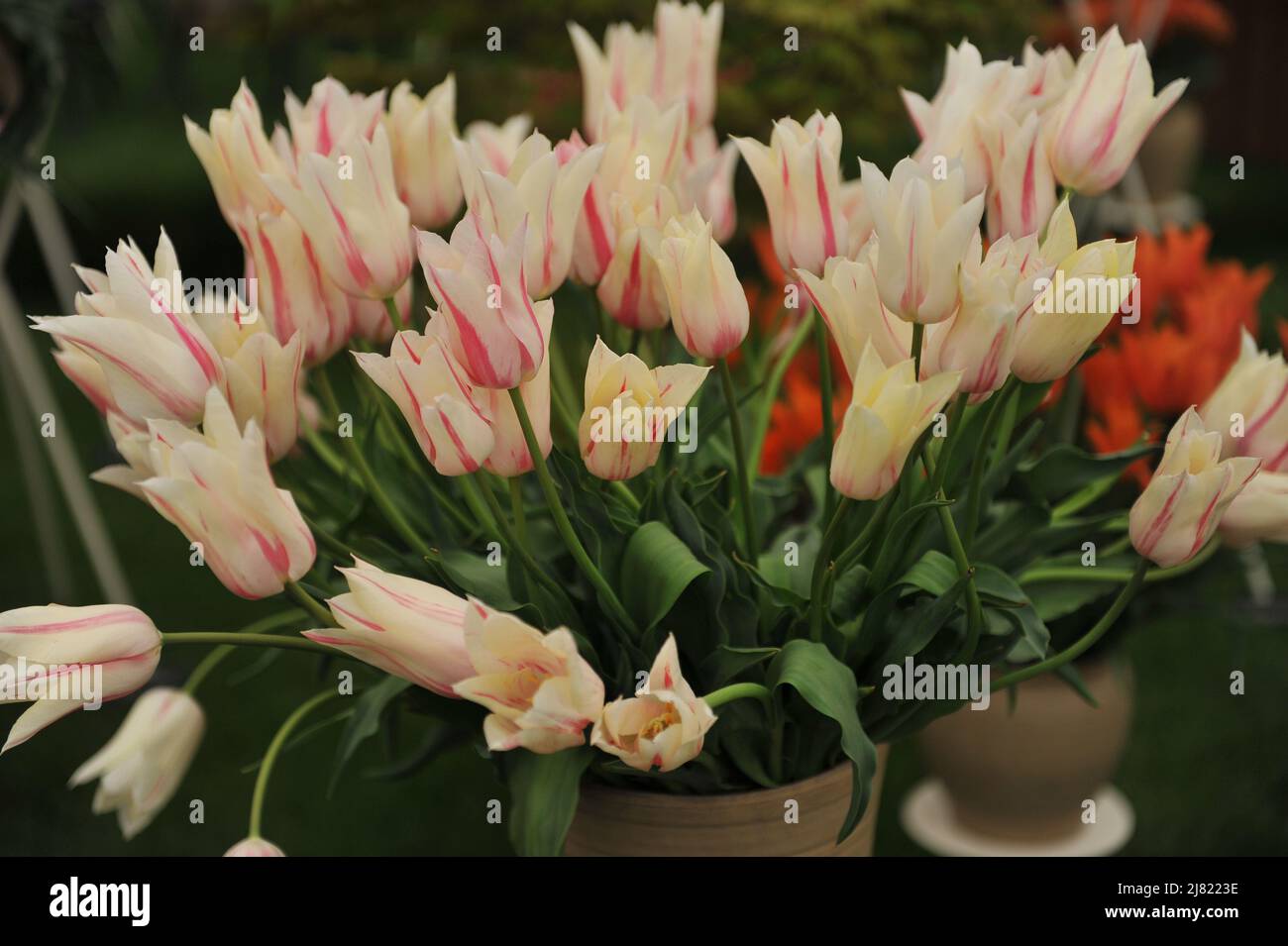 A bouquet of white and pink lily-flowered tulips (Tulipa) Marilyn on an exhibition in May Stock Photo