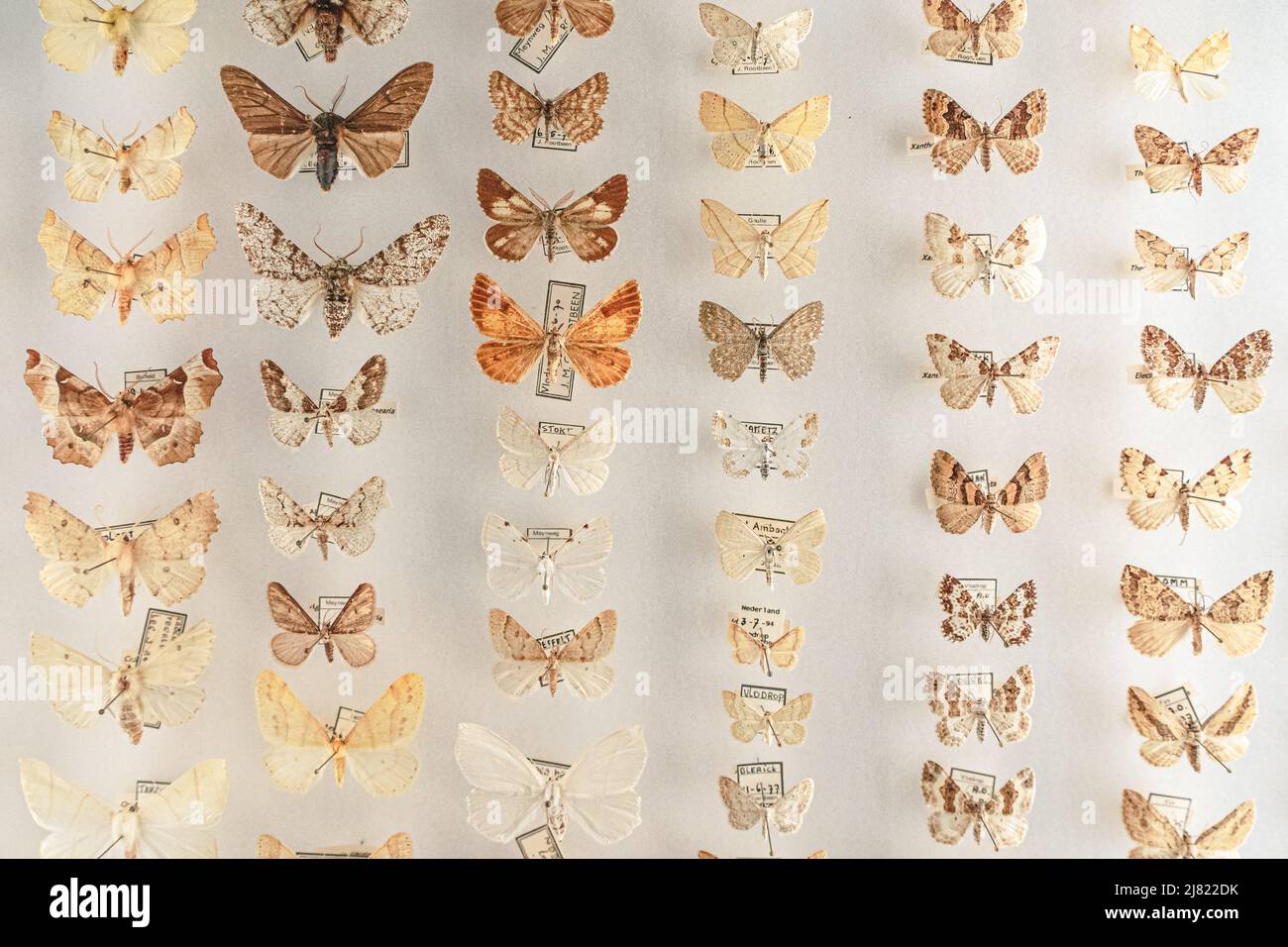 View of colorful pinned butterflies lined up in an entomology box Stock Photo