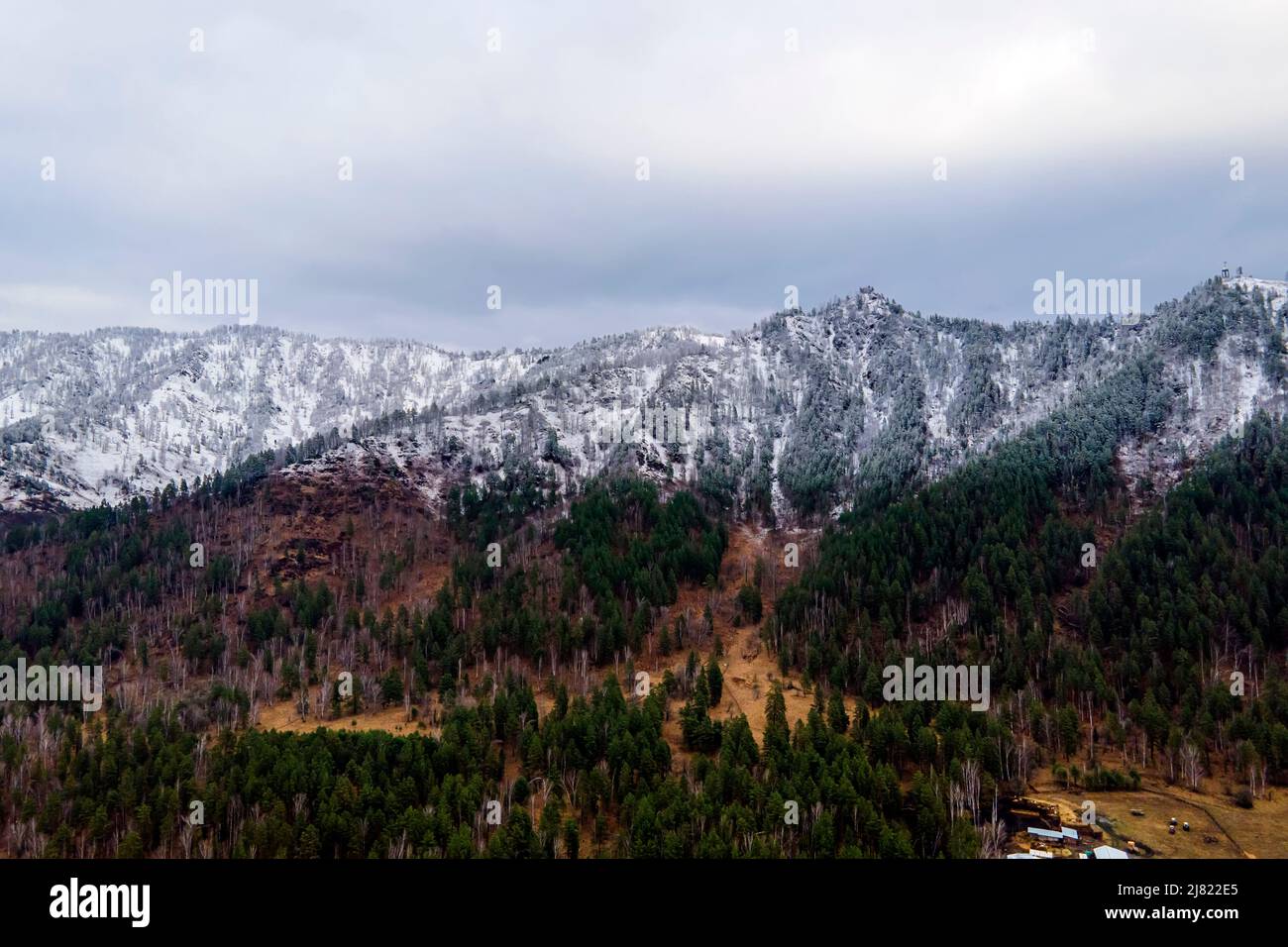 The concept of temperature difference in the mountains. Green Christmas trees on the background of Christmas trees under the snow on the top of the mo Stock Photo