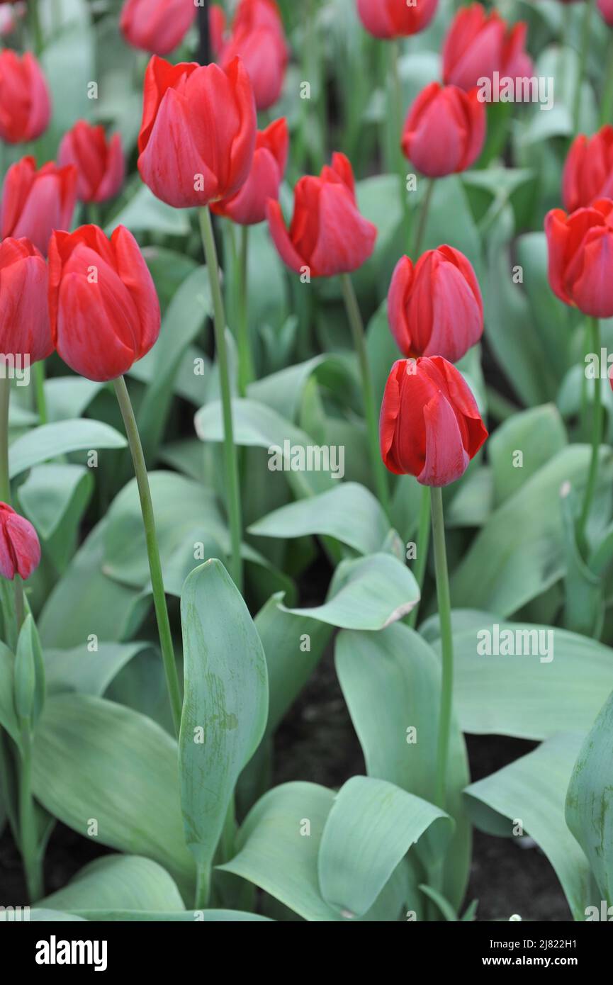 Red Triumph tulips (Tulipa) Master Brutus bloom in a garden in April Stock Photo