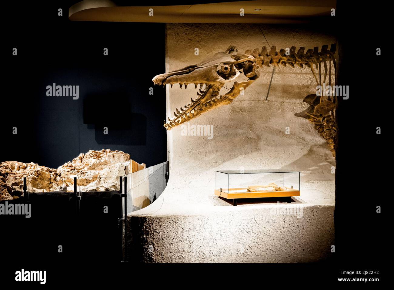 View of the huge skull and open jaws with large teeth of a Mosasaurus fossil at the Natural History Museum in Maastricht, the Netherlands Stock Photo