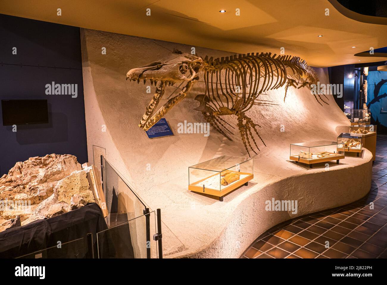 View of a mounted Mosasaurus fossil at the Natural History Museum in Maastricht, the Netherlands Stock Photo