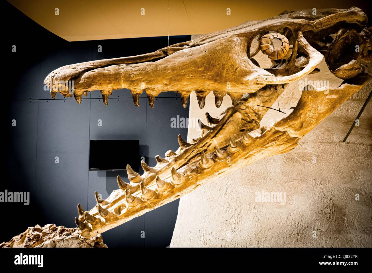 View of the huge skull and open jaws with large teeth of a Mosasaurus fossil at the Natural History Museum in Maastricht, the Netherlands Stock Photo