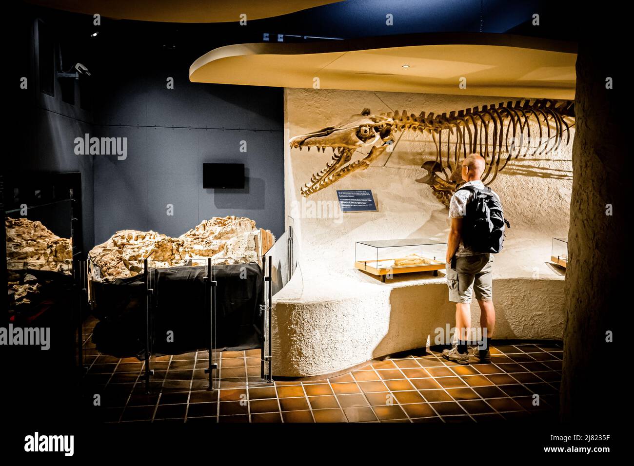 View of a man standing in front of a mounted Mosasaurus fossil at the Natural History Museum in Maastricht, the Netherlands Stock Photo