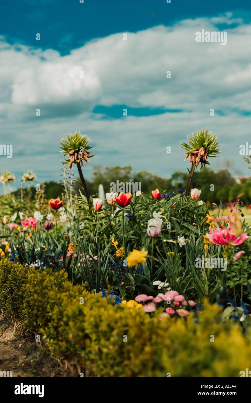 Lush flowers in a flower bed on a sunny day against the blue sky Stock Photo