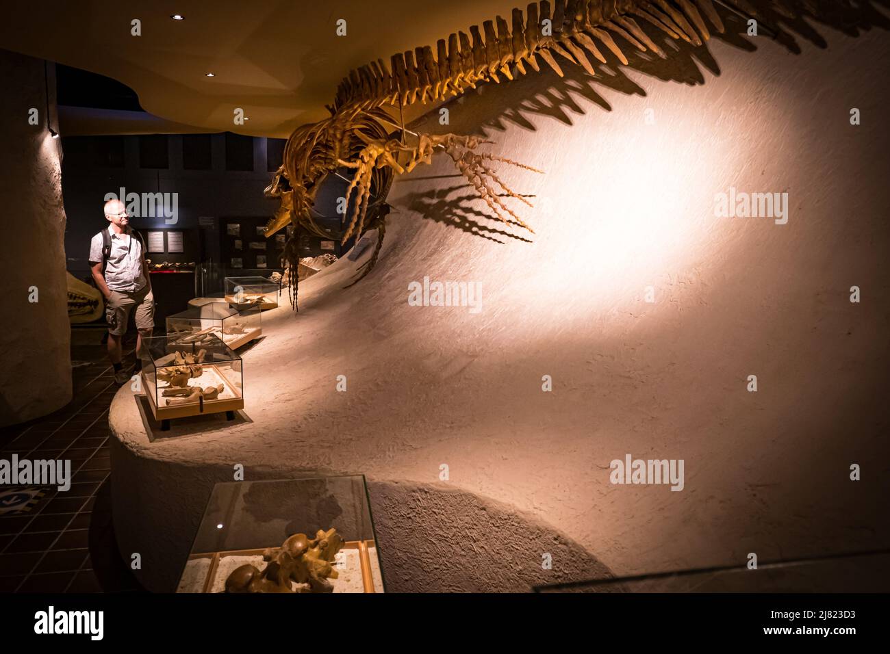 View of visitor looking at a mounted Mosasaurus fossil at the Natural History Museum in Maastricht, the Netherlands Stock Photo