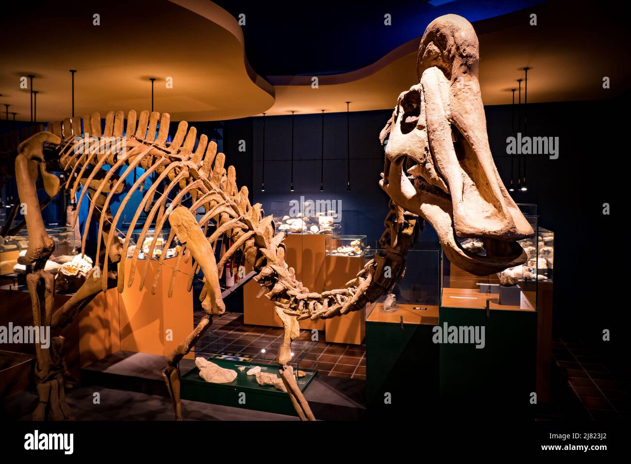 View of the mounted fossil of a Hadrosaurus dinosaur at the Natural History Museum in Maastricht, Netherlands Stock Photo