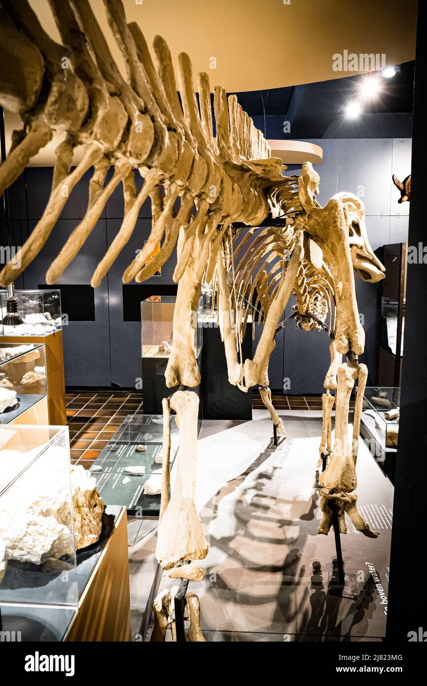 View of the mounted fossil of a Hadrosaurus dinosaur at the Natural History Museum in Maastricht, Netherlands Stock Photo