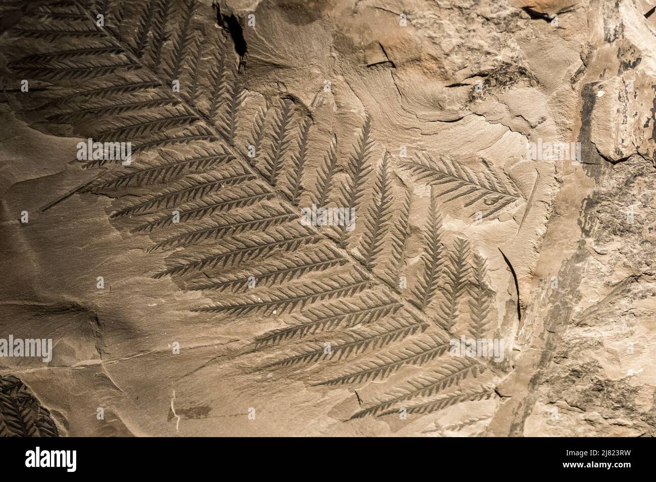 Close-up view of the fossil of a prehistoric fern leaf Stock Photo