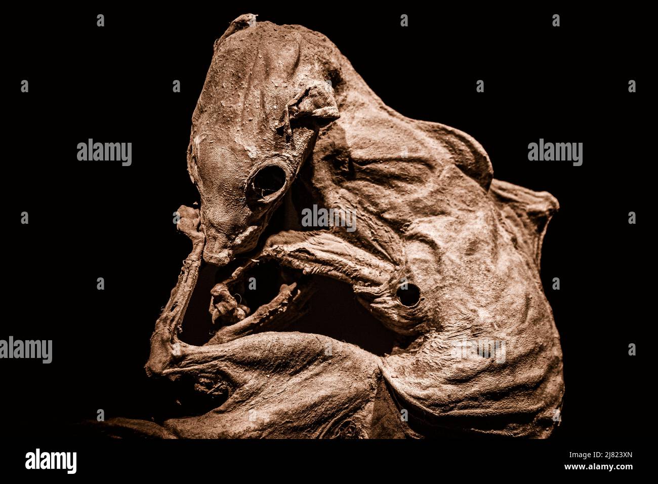 Scary close-up view of a mummified ferret or stoat isolated on black background Stock Photo