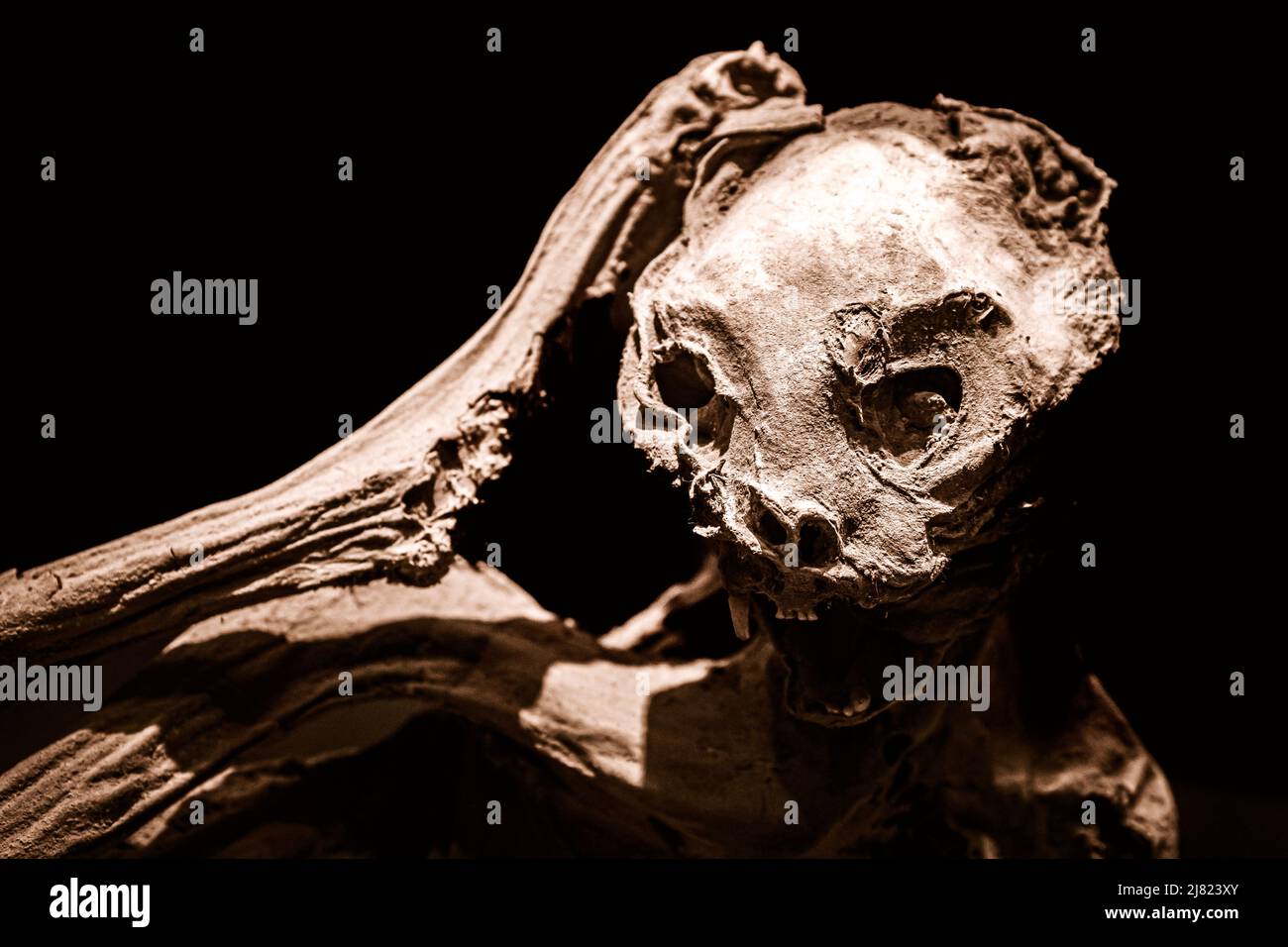 Scary close-up view of a mummified cat isolated on black background, scratching head Stock Photo