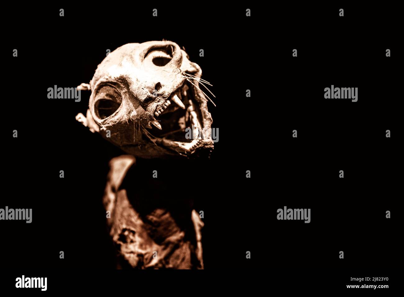Scary close-up view of a mummified cat isolated on black background, looking at camera Stock Photo