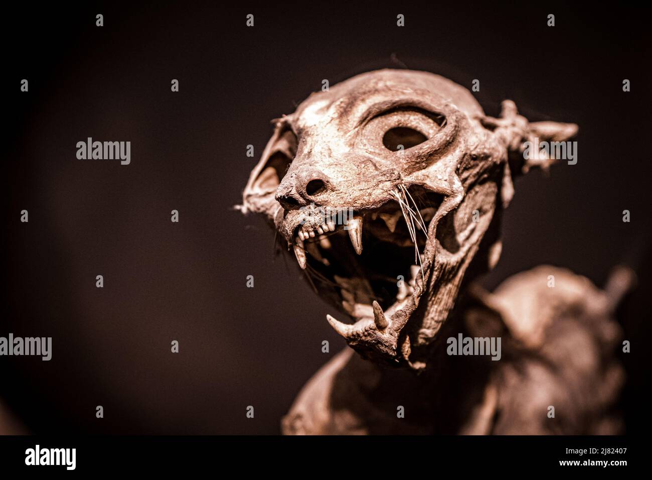 Scary close-up view of a mummified cat isolated on black background Stock Photo