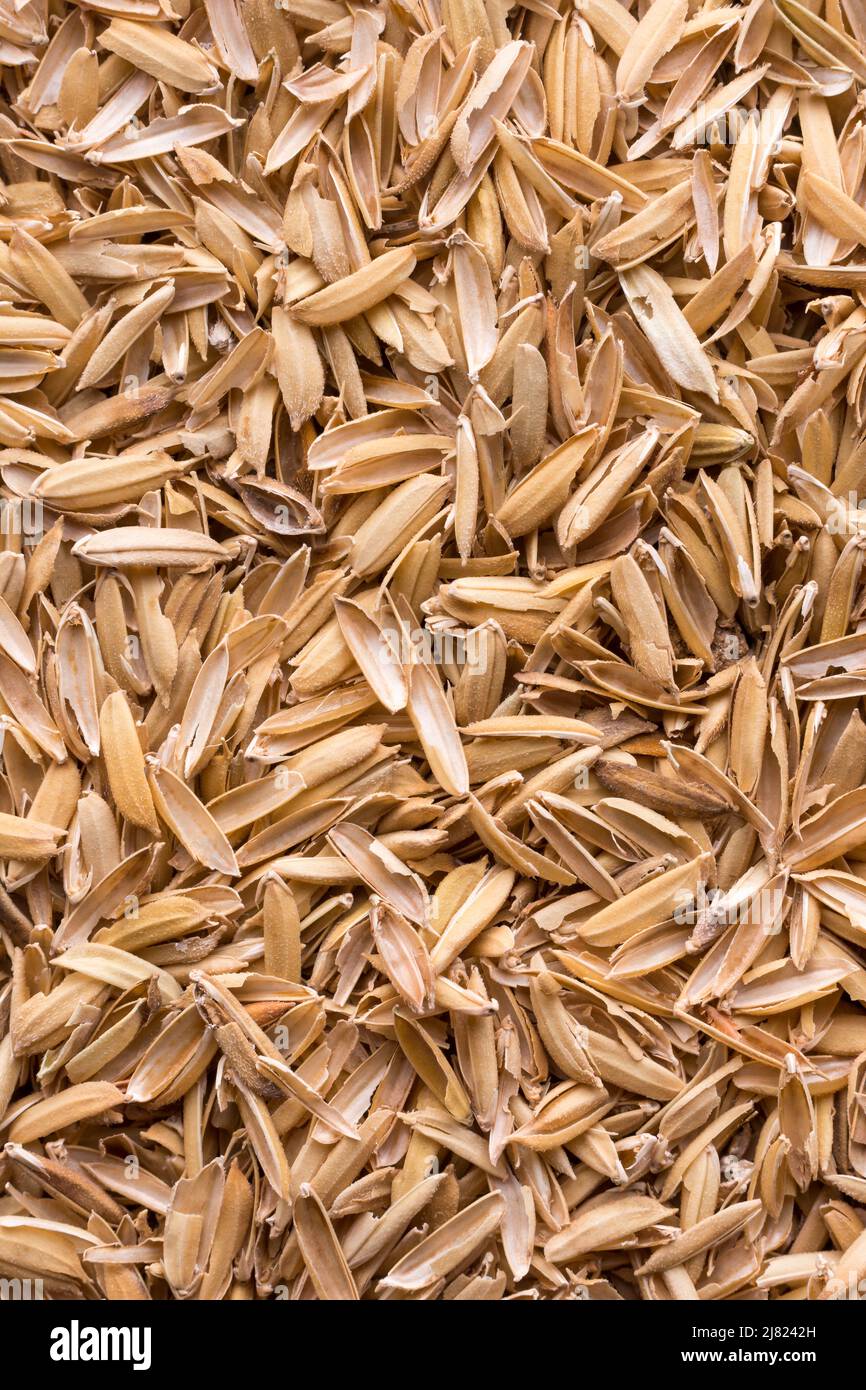 paddy seeds husk, also known as yellow rice chaff, rice husk or rice