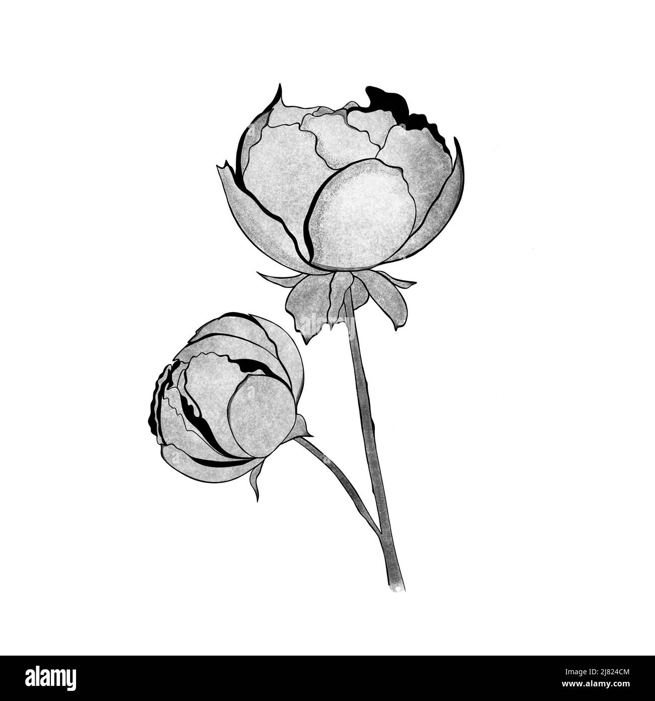 detailed sketch of peony. Hand-drawn. design greeting card and invitation of the wedding, birthday, Valentine's Day, mother's day and other holiday Stock Photo