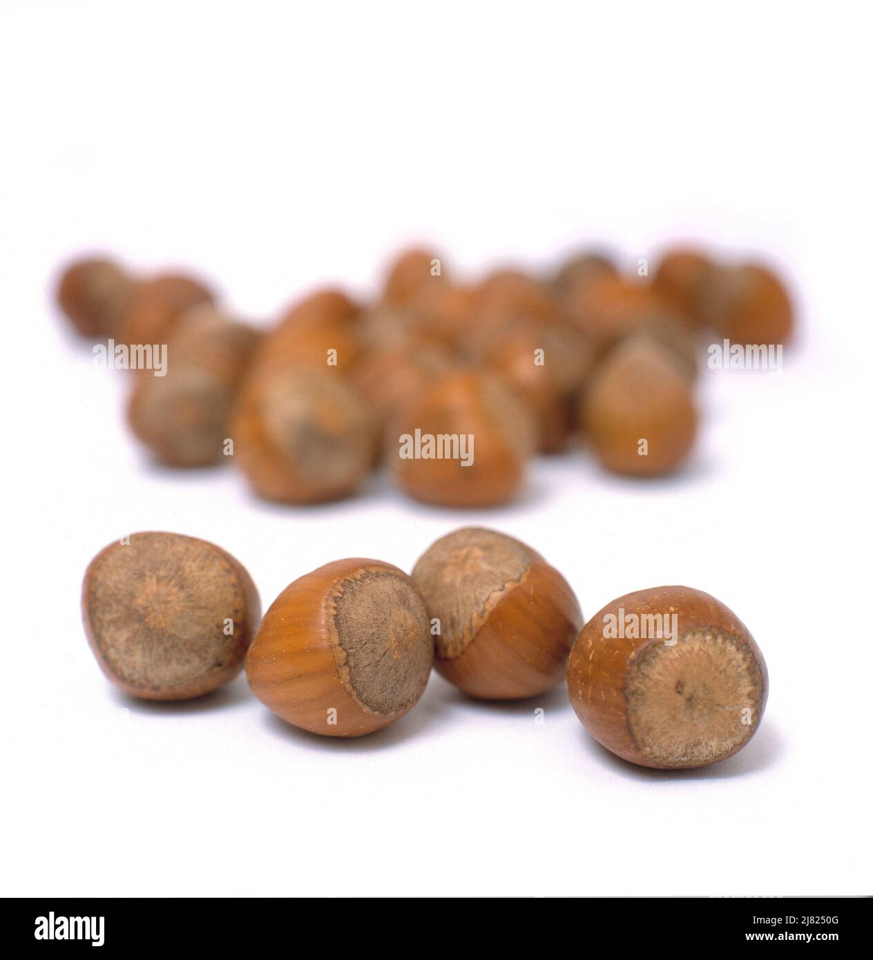 Whole hazelnuts isolated on a white studio background. Stock Photo