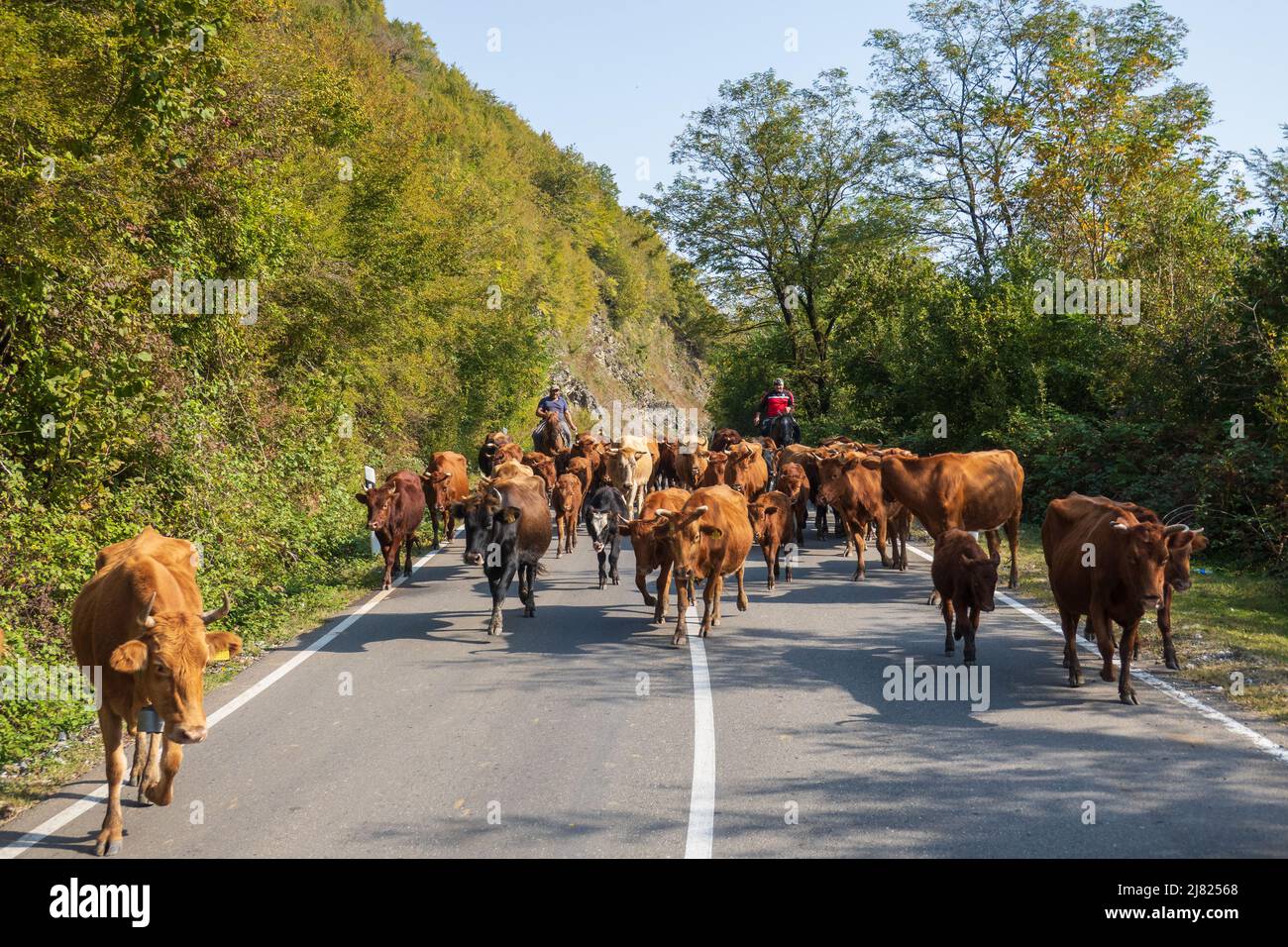 Herdsmen on horses shepherding cows Stock Photo