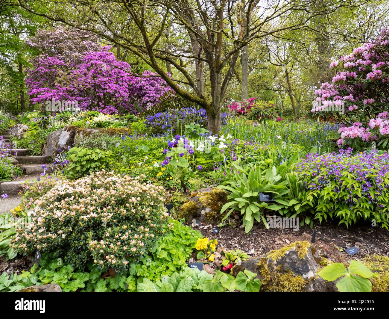 Woodland gardens at Harlow Carr Gardens, Harrogate, Yorkshire, UK. Stock Photo