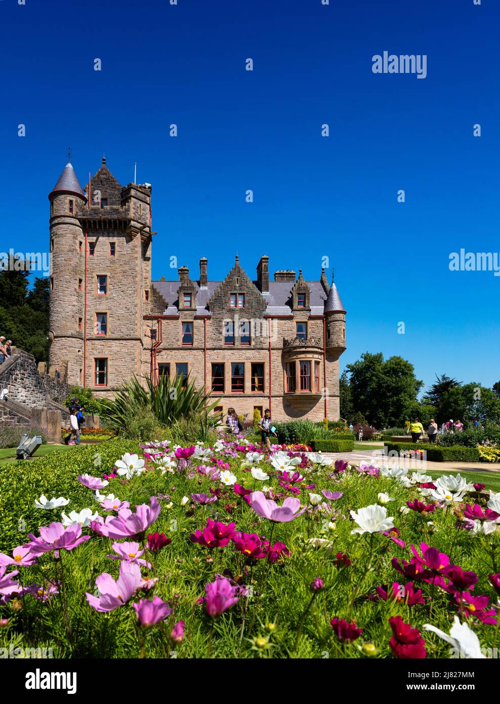 Cosmos flower bed in Belfast Castle's garden, Northern Ireland Stock Photo