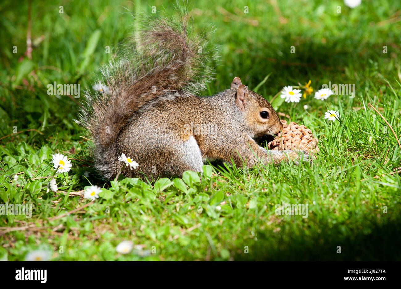 Grey Squirrel (Sciurus carolinensis) eating nuts from pine cone in the park on a sunny day, Ireland Stock Photo
