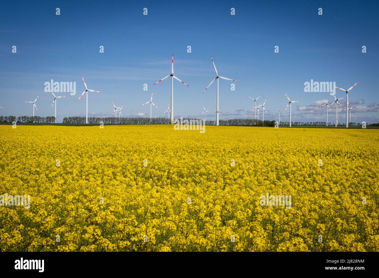 Wind Turbines standing in a fiel of Rapeseed in Germany. Stock Photo
