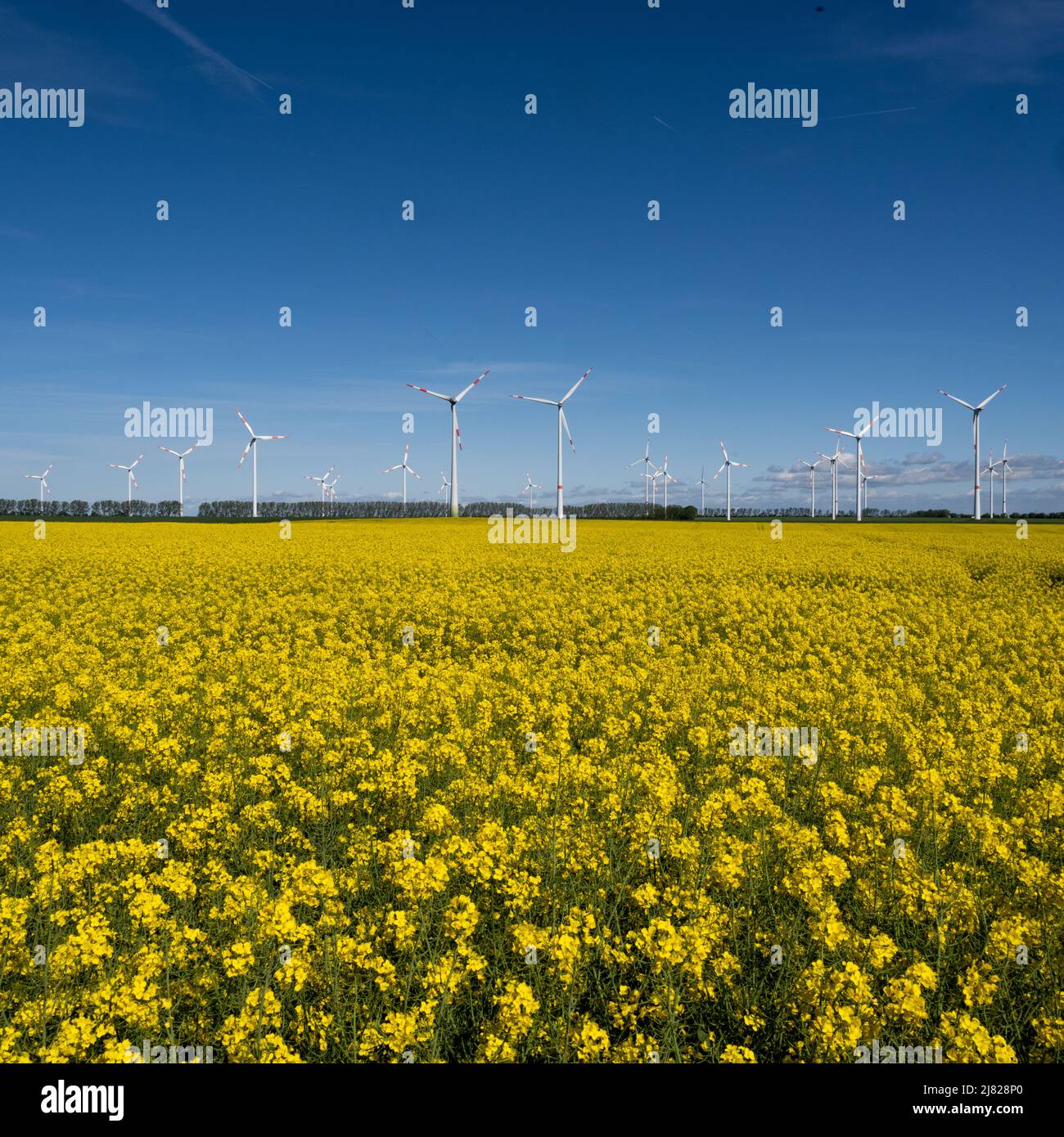 Wind Turbines standing in a fiel of Rapeseed in Germany. Stock Photo