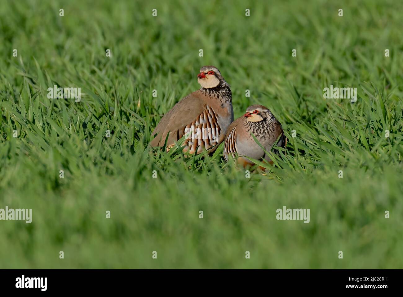 Male and female Red-legged partridges - Alectoris rufa. Spring. Norfolk. Uk Stock Photo