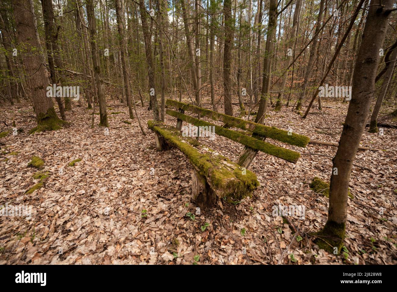 An old, mossy bench located off a walking trail in a forest in Bavaria