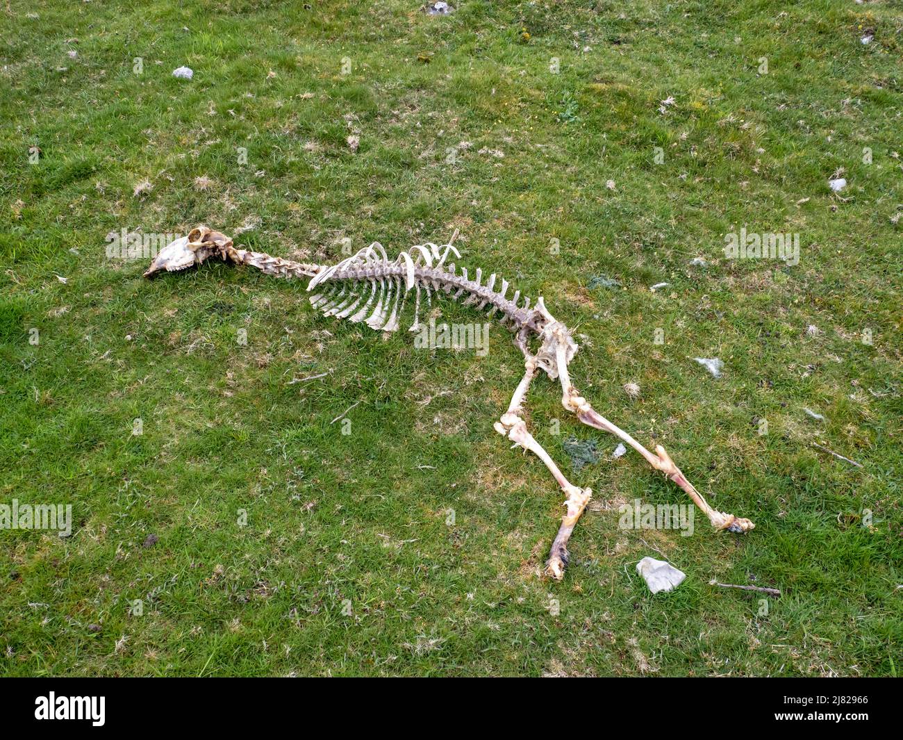 A Red Deer skeleton in Austwick, Yorkshire Dales, UK. Stock Photo