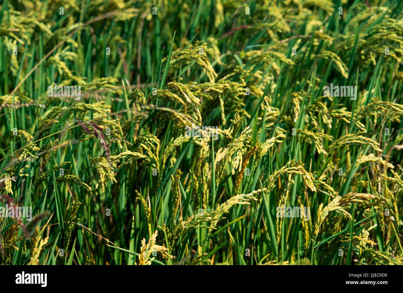 Camargue Provence France Rice Growing Stock Photo