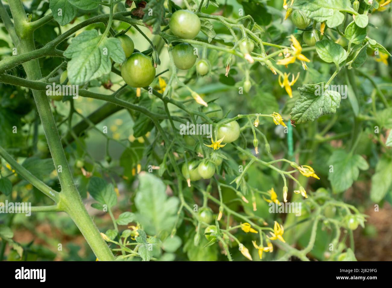 Yellow flowers on tomato bush hires stock photography and images Alamy