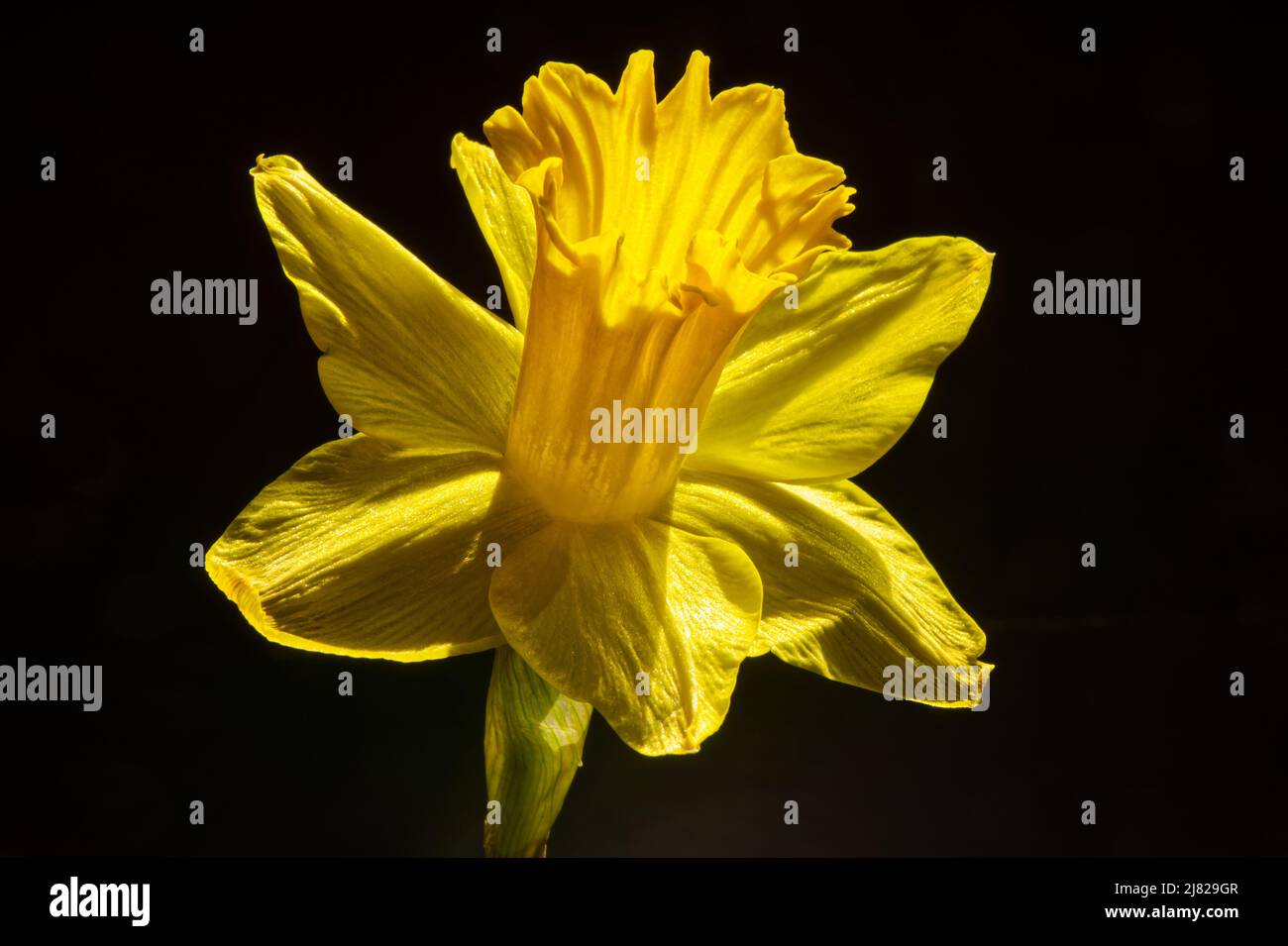 Daffodil bloom on black background. Nacissus Stock Photo