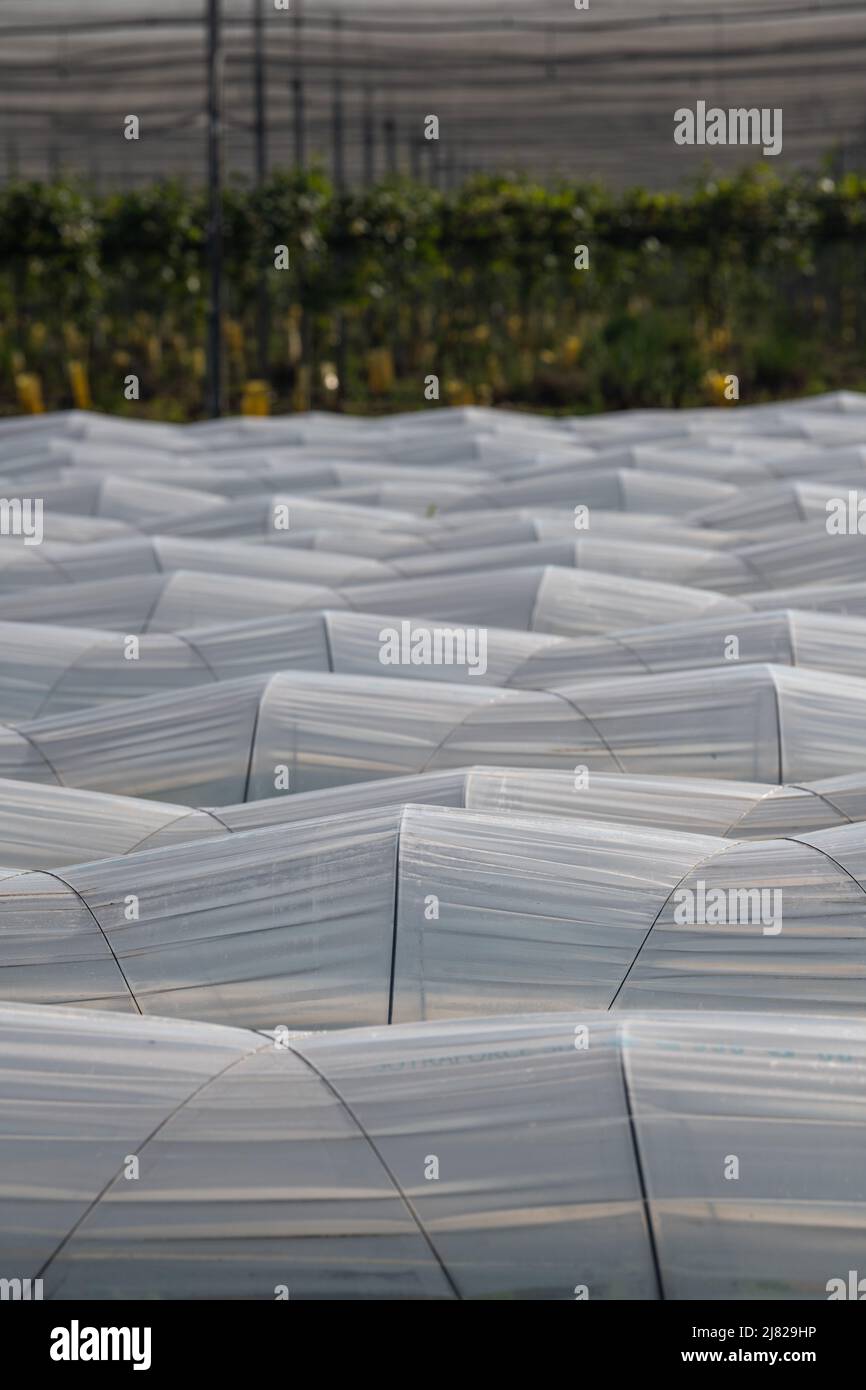 Farm plantation covered under agricultural plastic film tunnel rows