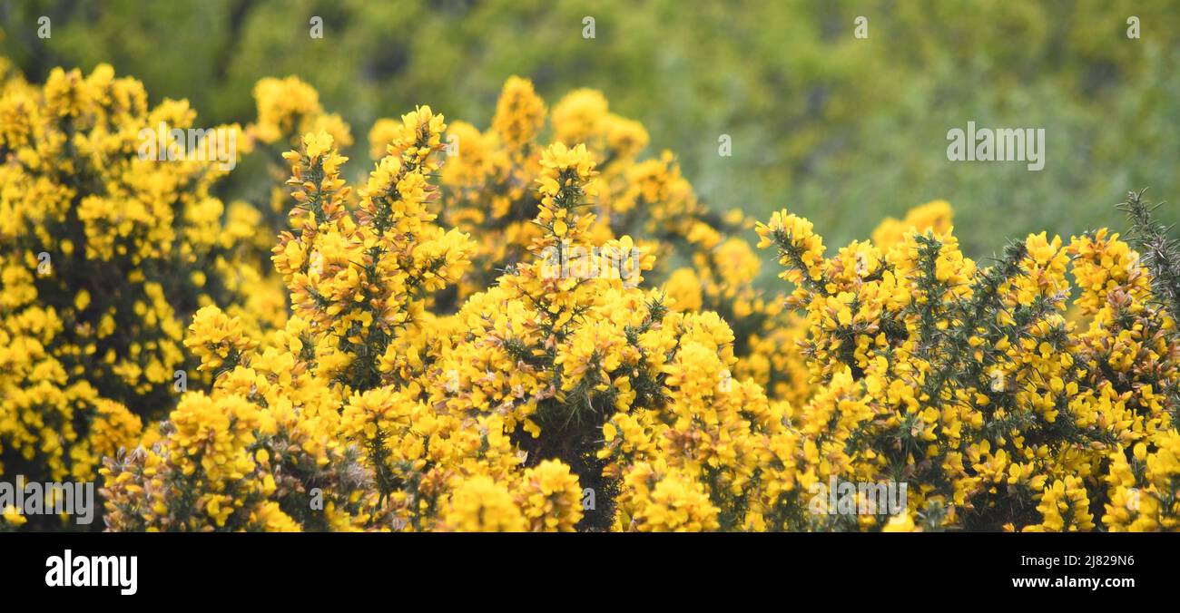 Gorse bushes on Bodmin Moor Cornwall Stock Photo Alamy