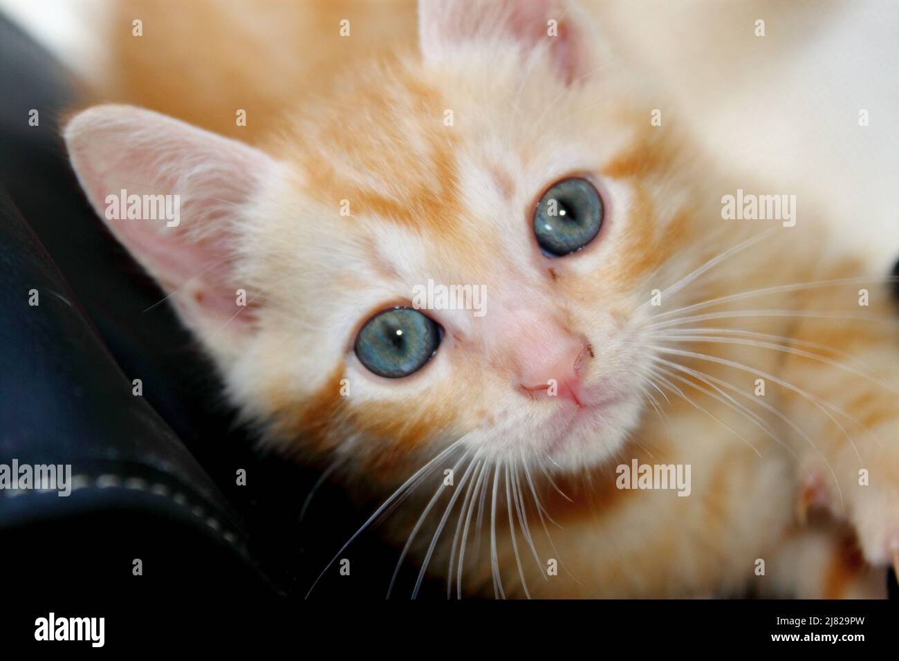 Chaton roux aux yeux bleus Stock Photo - Alamy