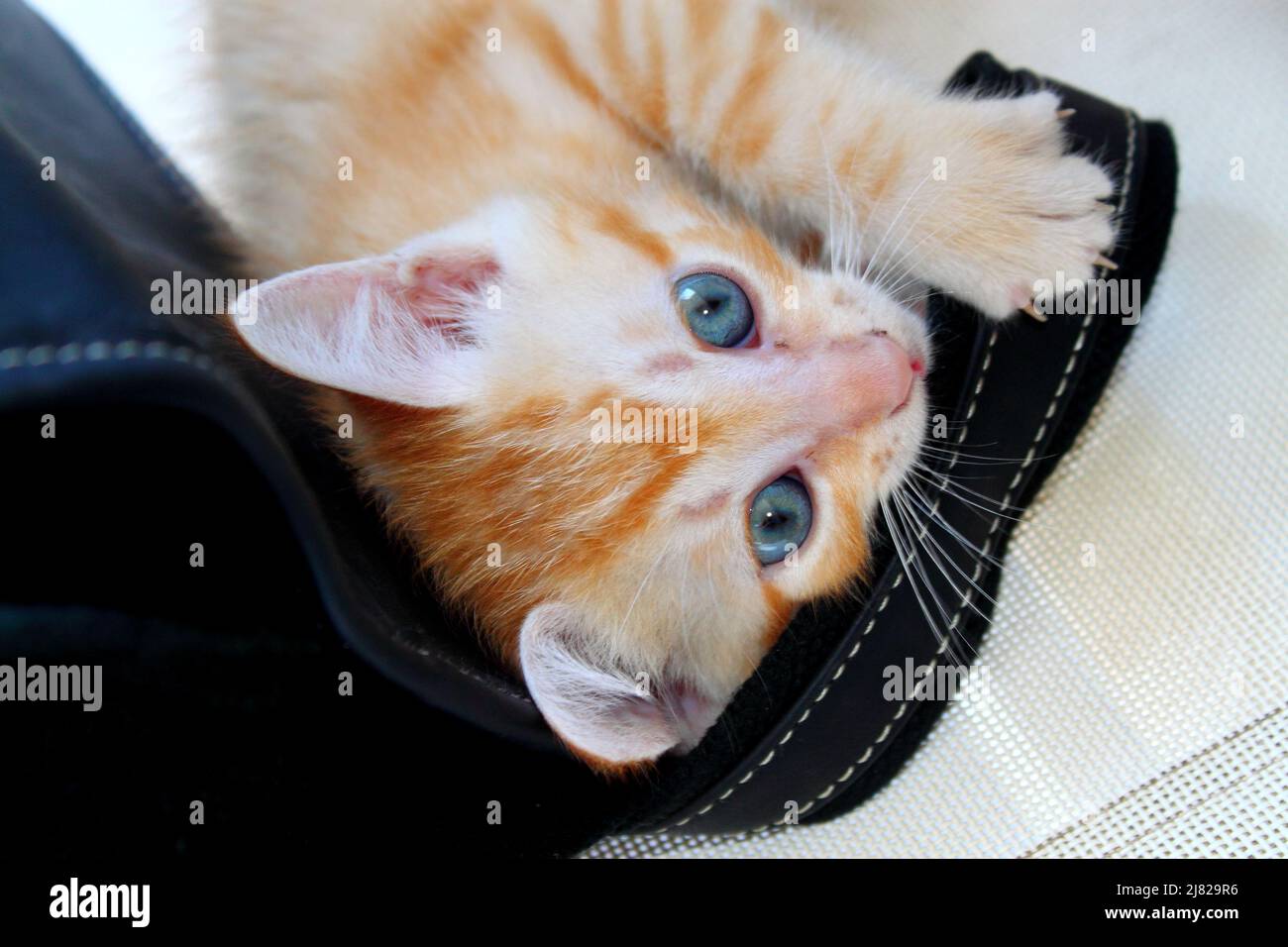 Chaton roux aux yeux bleus qui joue avec une anse de sac à main Stock Photo