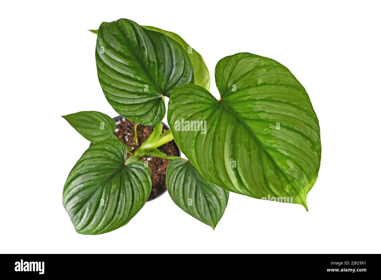 Top view of tropical 'Philodendron Mamei' houseplant with with silver pattern in flower pot on white background Stock Photo