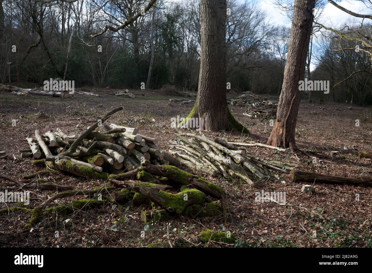 coppicing beech trees epsom common north downs surrey england Stock Photo