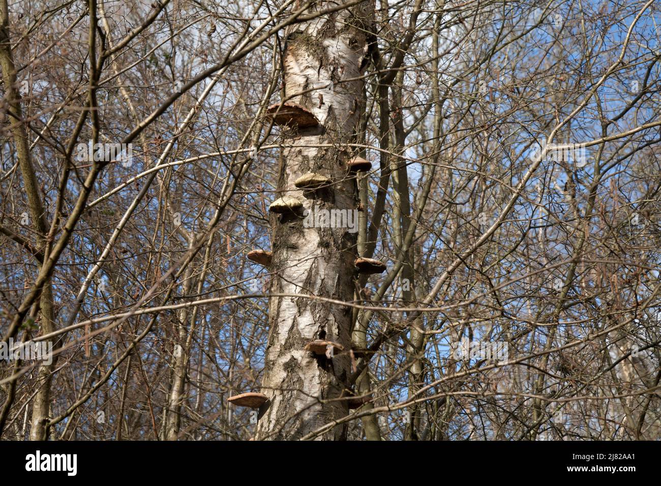 bracket funus on silver birch tree epsom common north downs surrey ...
