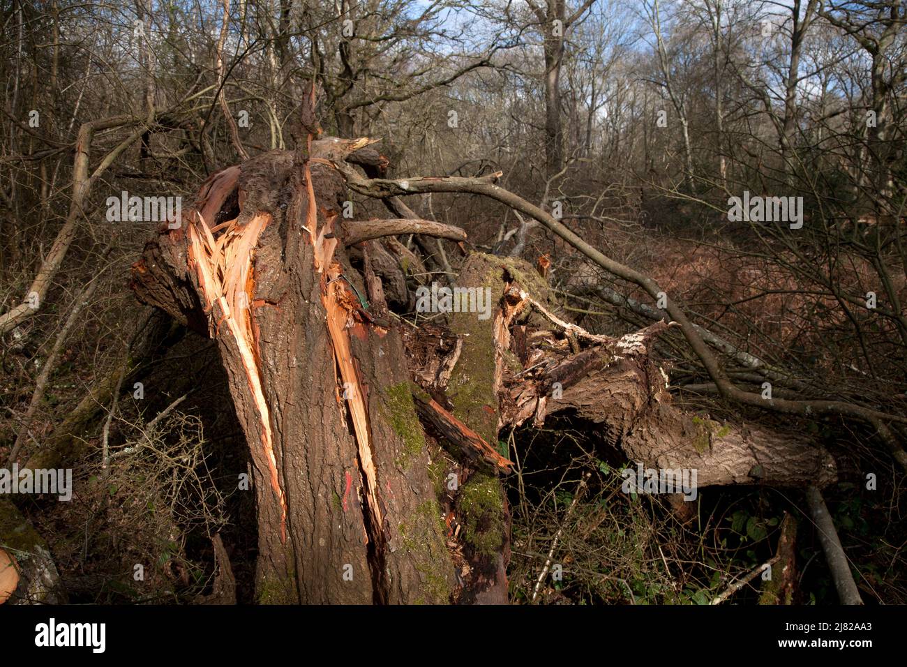 tree fallen and destroyed in storm by gale force winds epsom common north downs surrey england Stock Photo