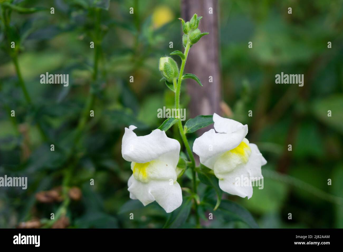 White Snapdragons flowers in an Indian garden. Antirrhinum is a genus of plants commonly known as dragon flowers, snapdragons and dog flower Stock Photo