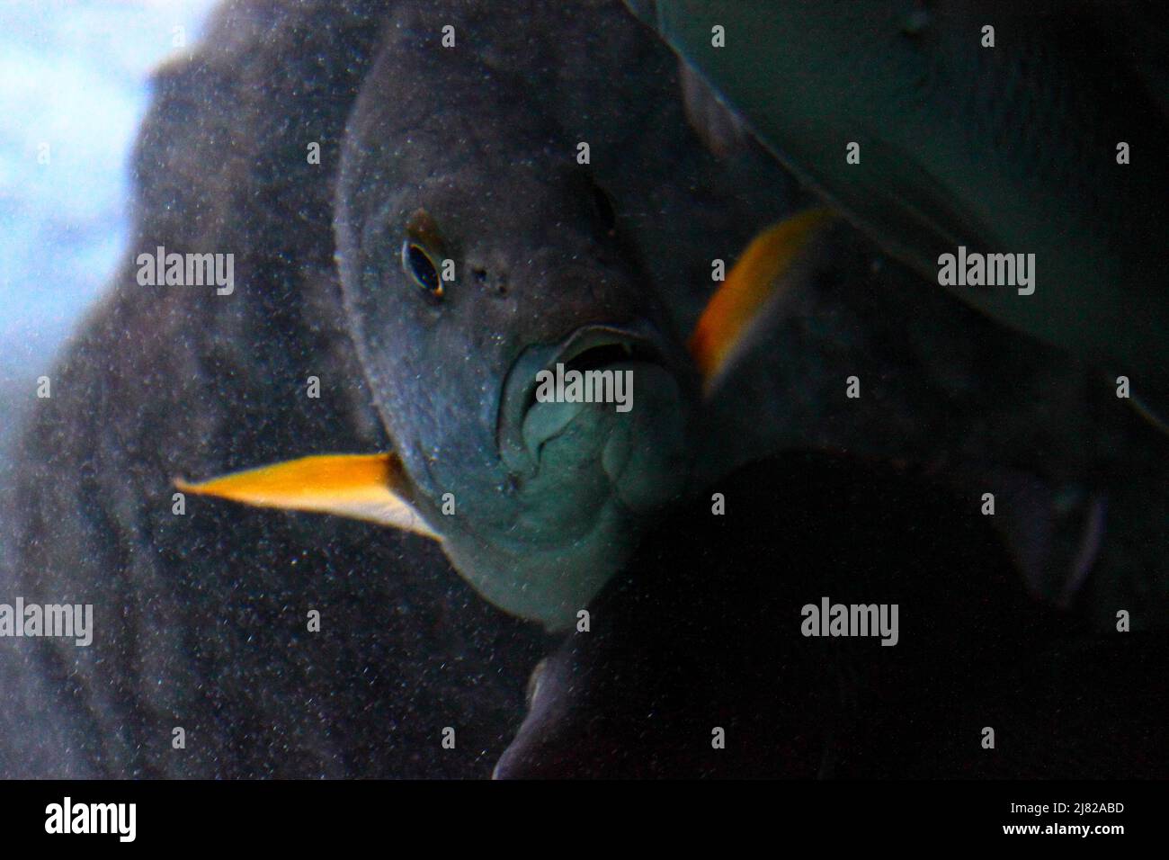 Epinephelus labriformis, communément nommé Mérou étoile, est une espèce de poissons marins de la famille des Serranidae Stock Photo